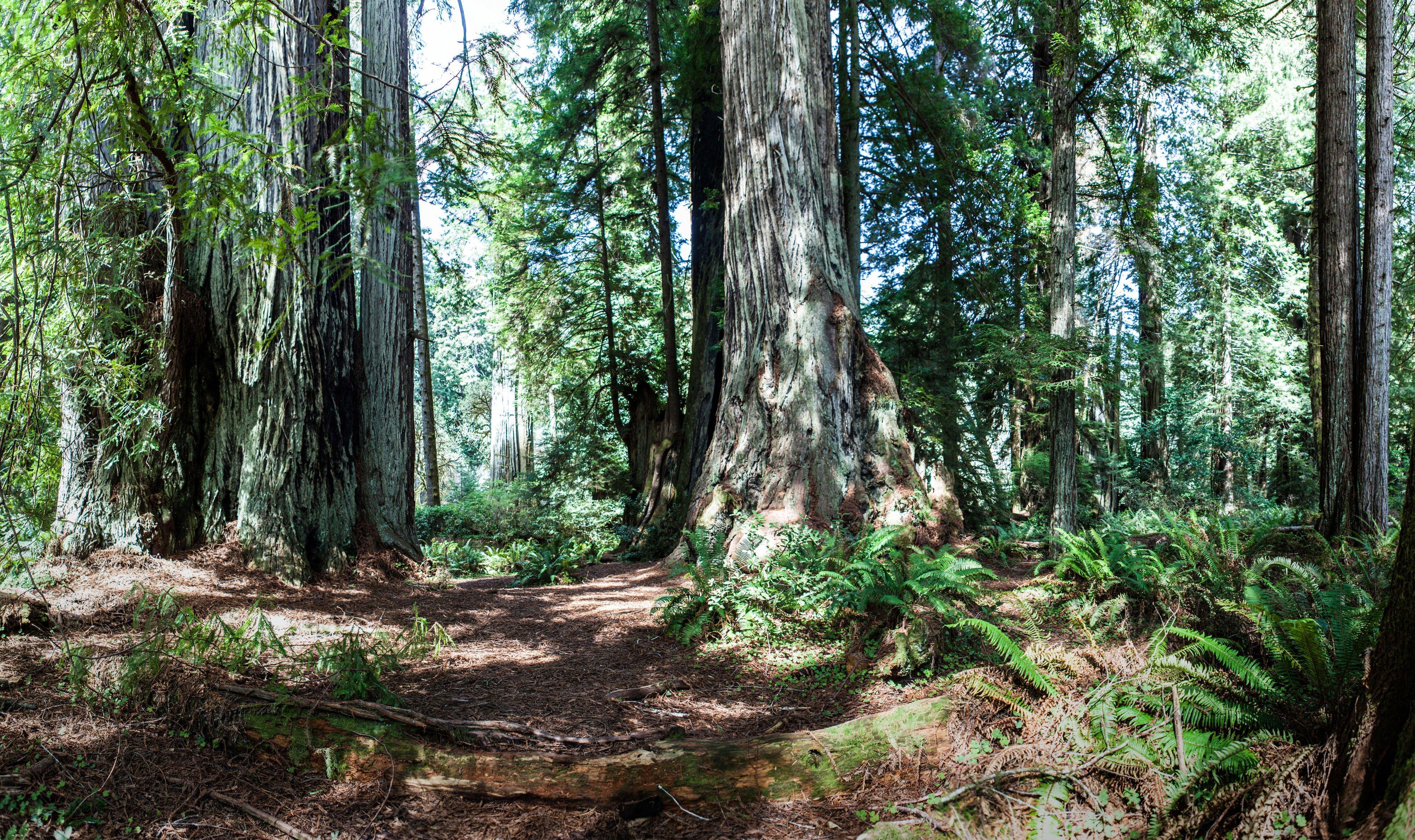 Holiday Inn Express Redwood National Park By Ihg Klamath Dış mekan fotoğraf