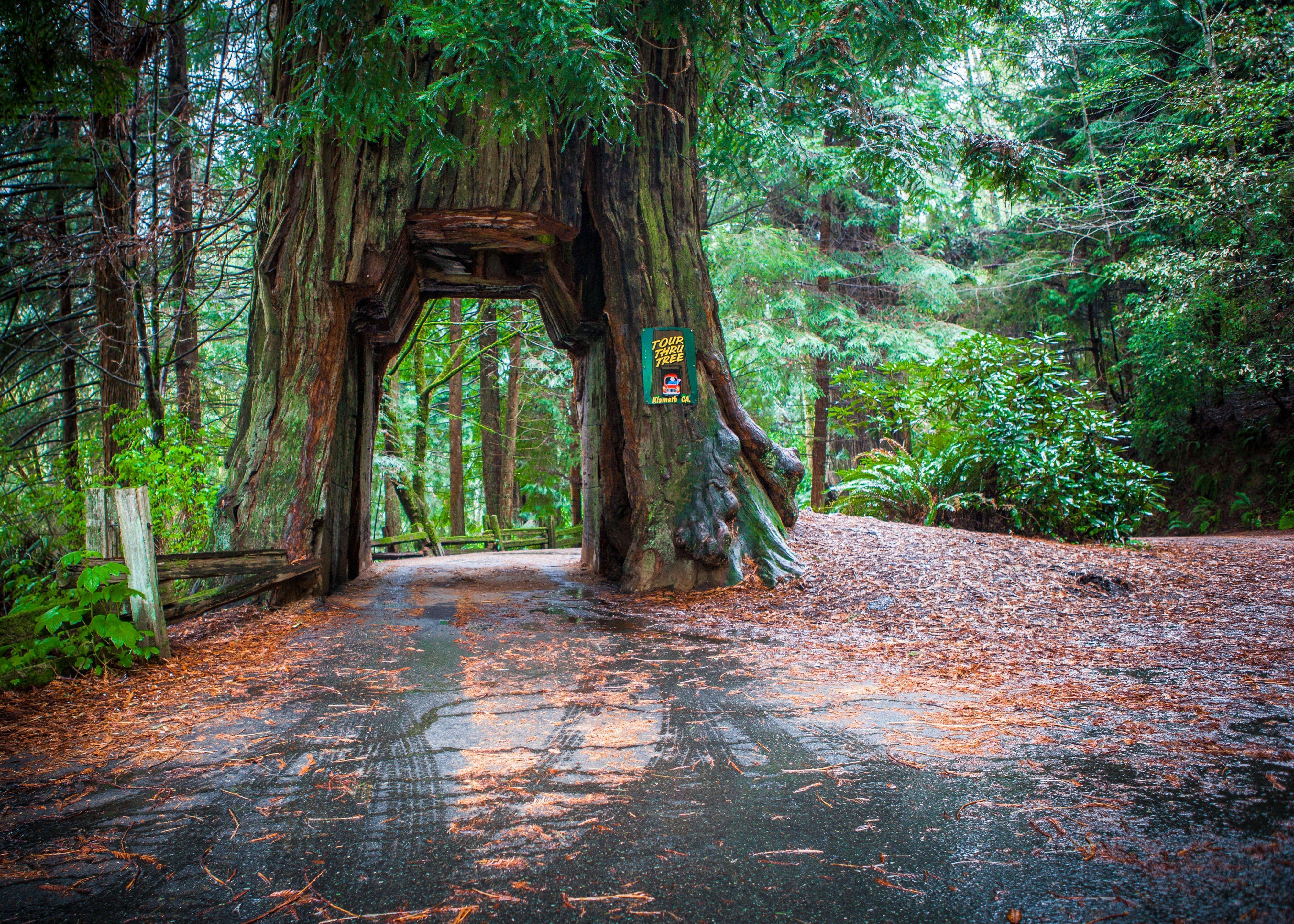 Holiday Inn Express Redwood National Park By Ihg Klamath Dış mekan fotoğraf